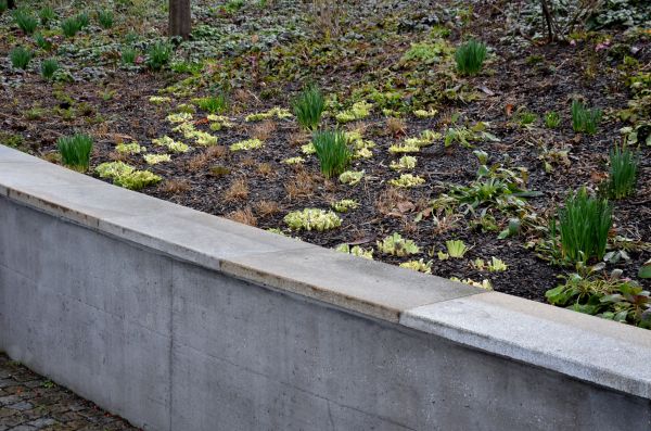 Concrete Wall Construction in Cedar Park
